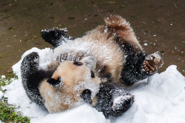 轮滑app下载手机版-轮滑类软件大全部-轮滑教学软件-it猫扑网|轮滑,软件